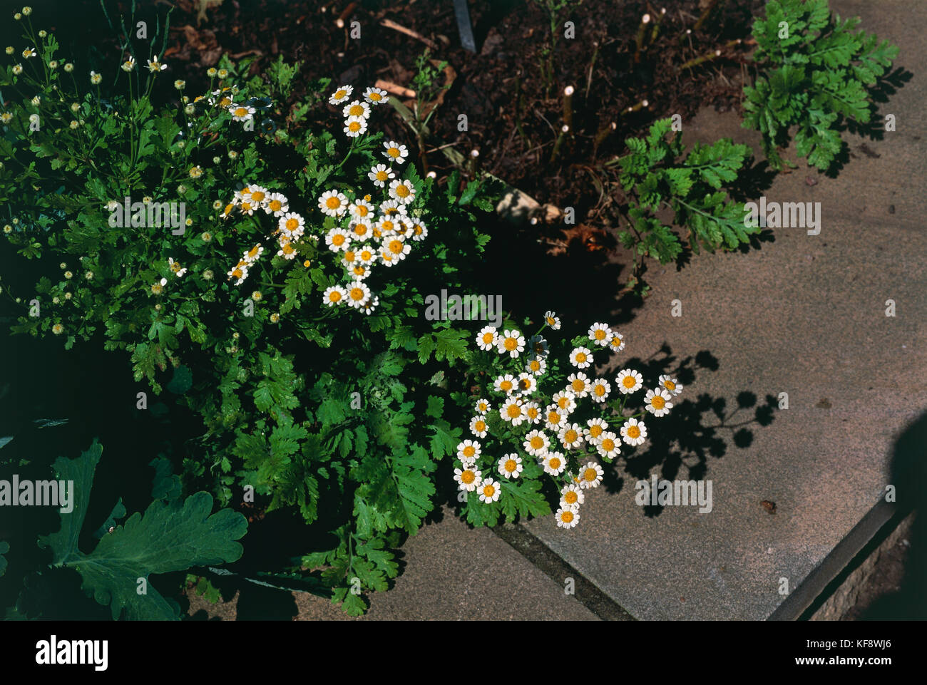 Botanik, Composite Tanacetum parthenium Stockfoto