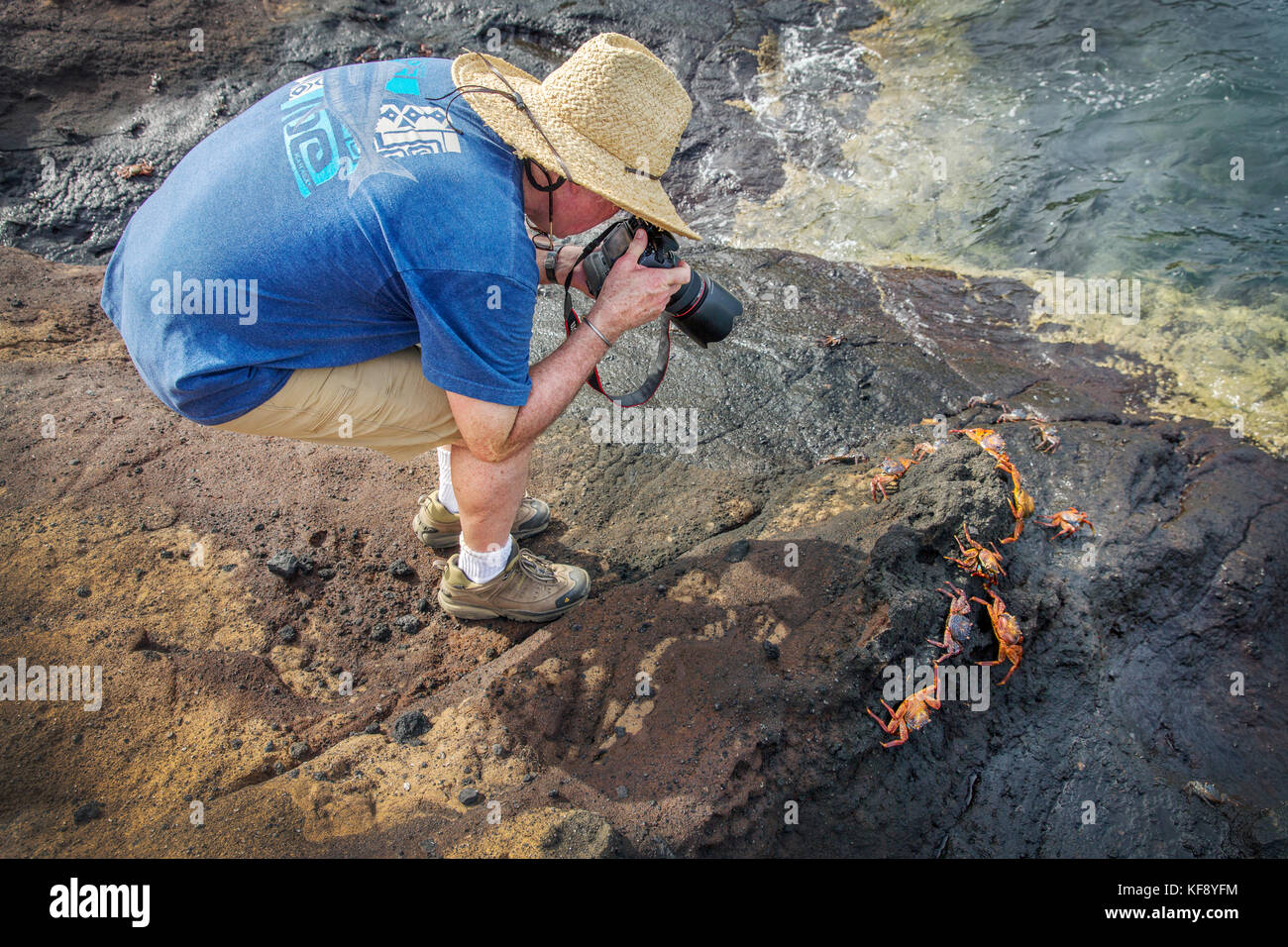 Galapagos, Ecuador, tangus Cove, einem Mann fotografieren Sally Lightfoot Krabben auf den Felsen in der Nähe der Wasser Auf der NW-Seite der Insel Isabela Stockfoto