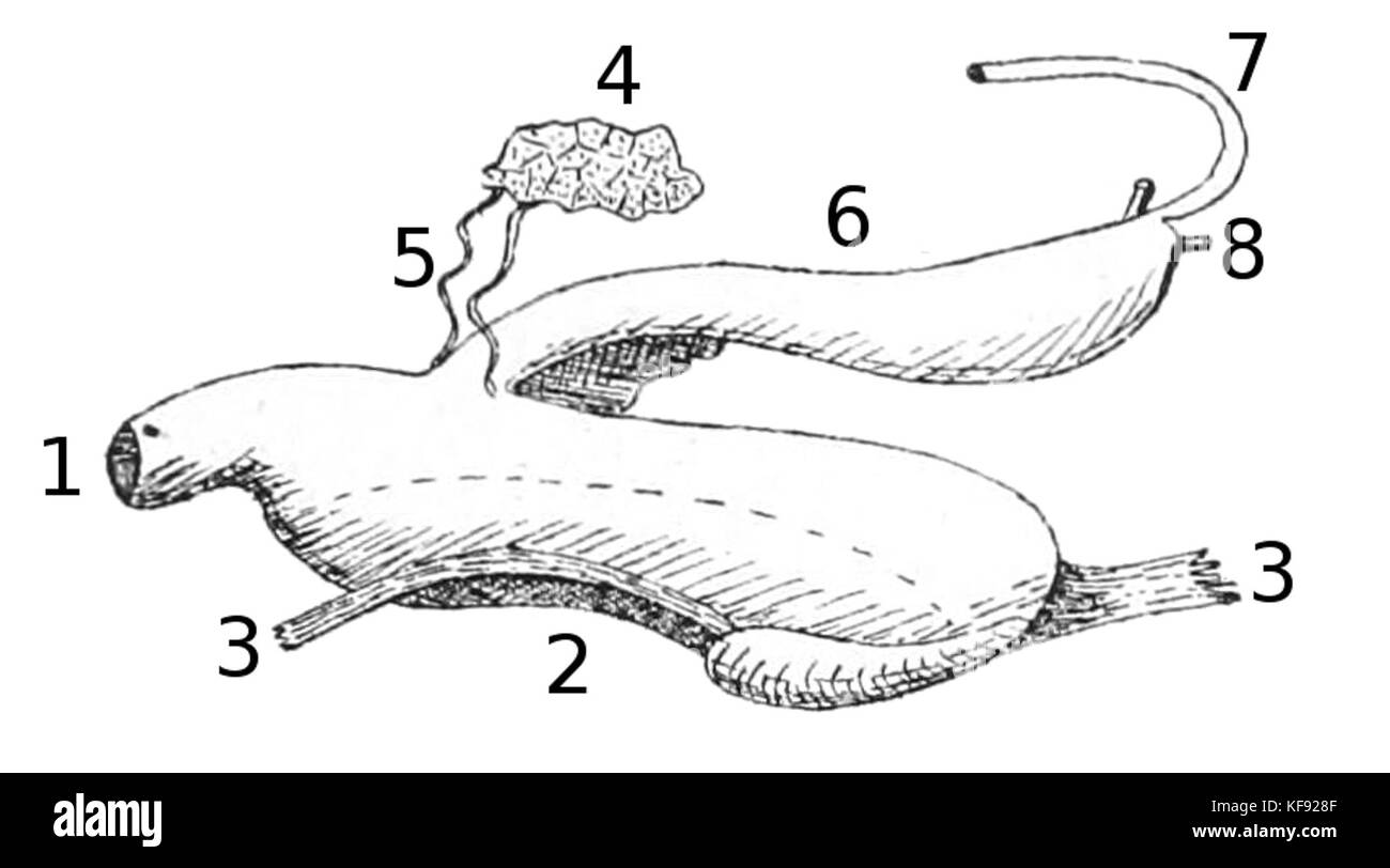 Schizoglossa novoseelandica ist eine Art der einheimischen Landschnecke Neuseelands. Die Untersuchung des Verdauungssystems liefert wichtige Erkenntnisse über die Physiologie der Weichtiere, insbesondere in Bezug auf ihre Fütterung und Verdauungsprozesse. Stockfoto