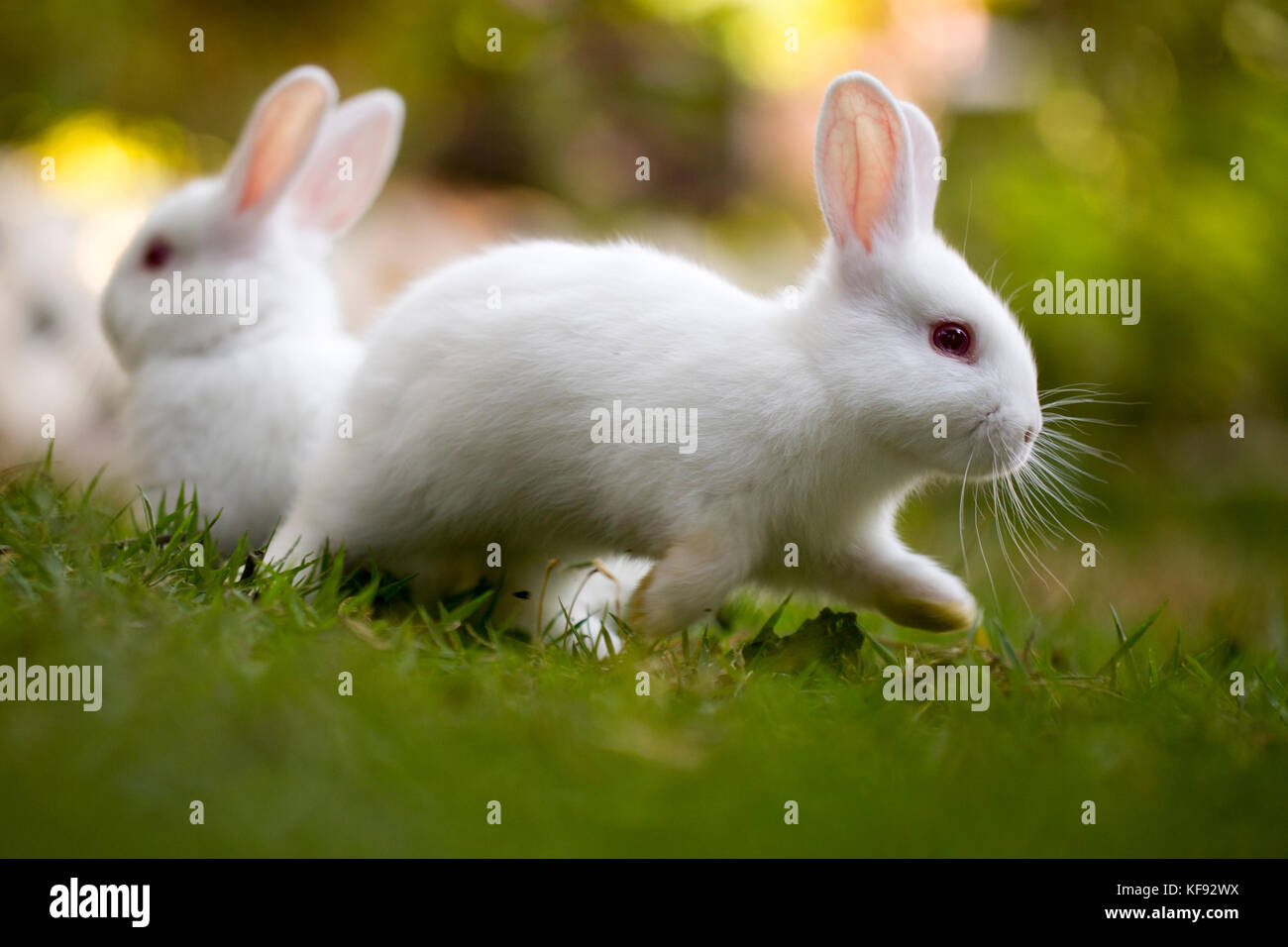 Hotot Kaninchen spielen auf dem Rasen Stockfoto