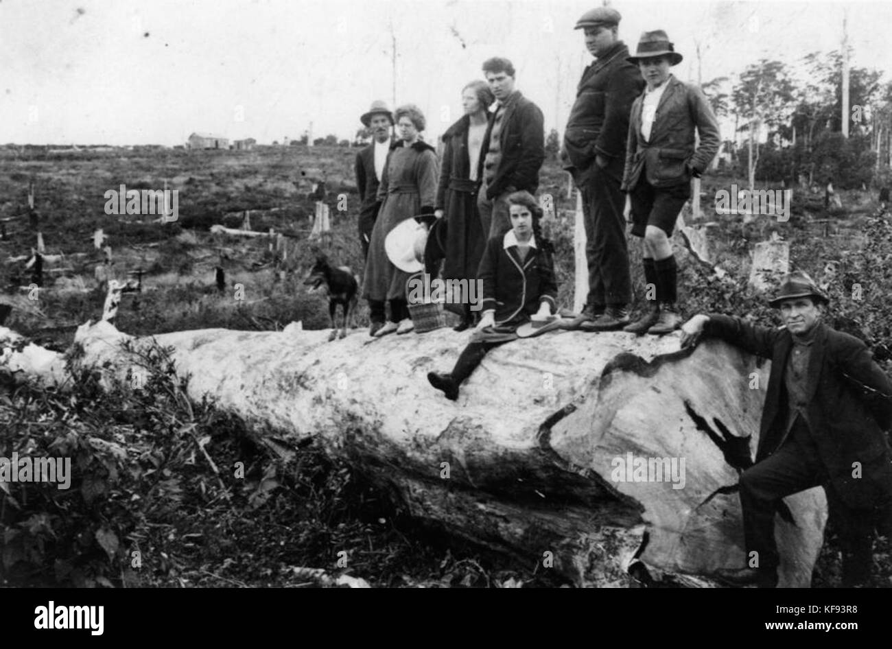 1 110572 Curtis Familie auf einem großen gefällten Baumes am Mount Tamborine, Queensland, Ca. 1922 Stockfoto