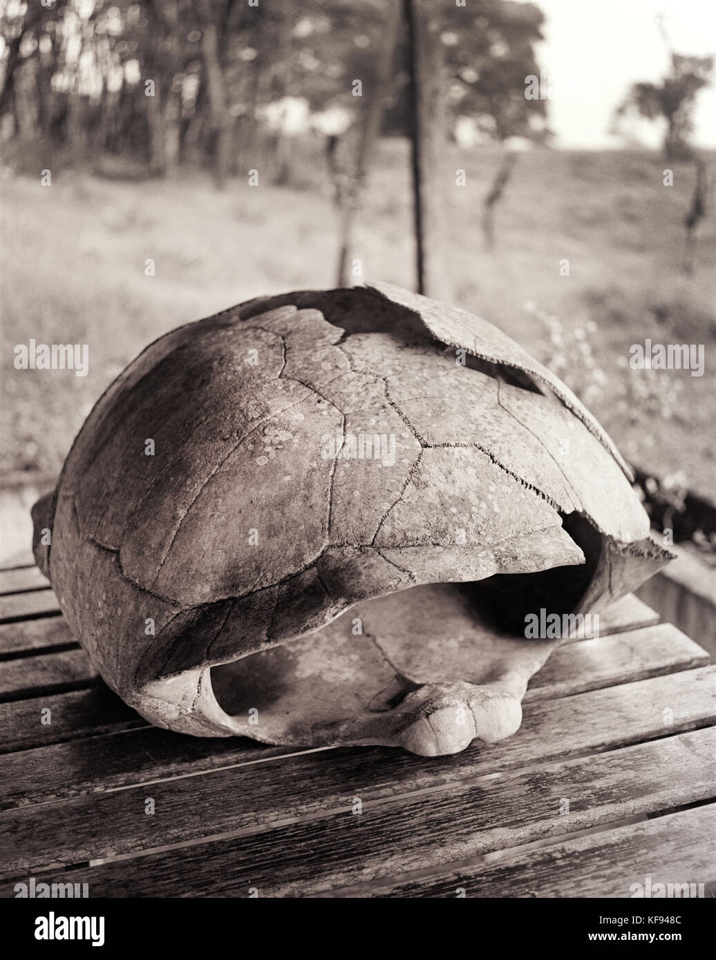 GALAPAGOS, Ecuador, ein Skelett eines riesigen Schildkröte auf der Insel Santa Cruz an der Charles Darwin Forschungsstation Stockfoto