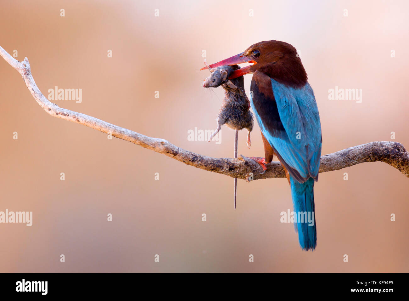 White-throated Kingfisher (Halcyon smyrnensis) mit einem Nagetier im Schnabel, negev, Israel Stockfoto