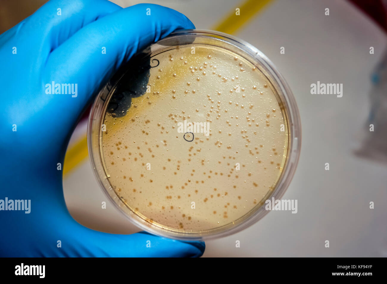 Biologische Labor Werkzeuge und Ausrüstung, Nahaufnahme der Eine behandschuhte Hand, die eine Petrischale mit Agar und Bakterien Stockfoto