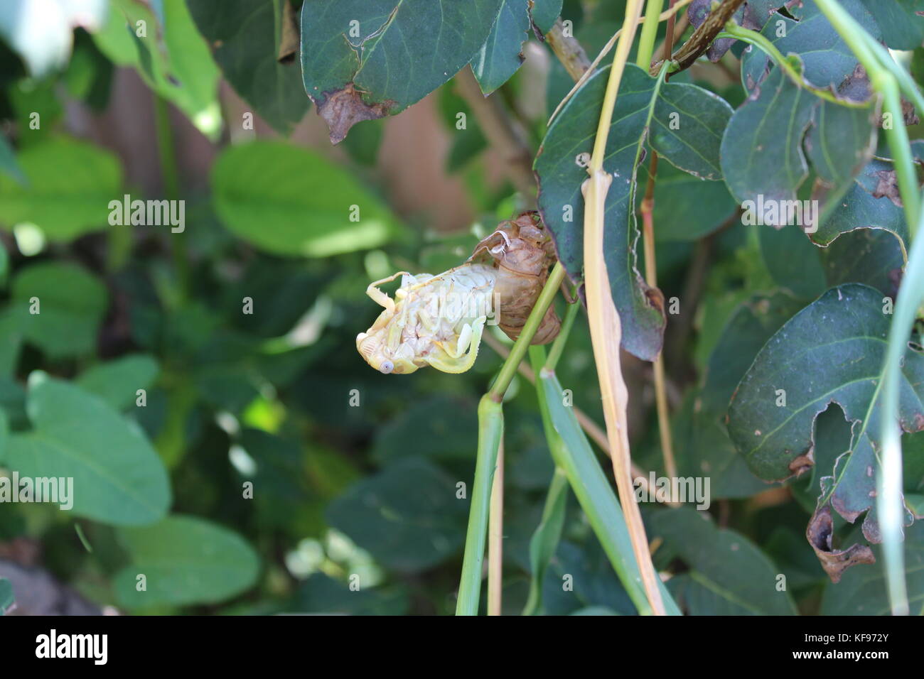 Heuschrecke 6 Stockfoto