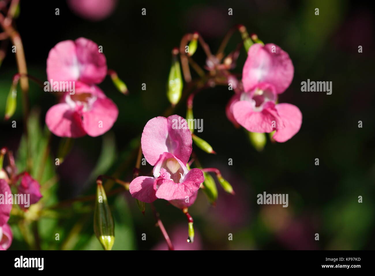 Violetter Himalaya-Balsam (Impatiens glandulifera), Neophytenblüten im Frühjahr Stockfoto