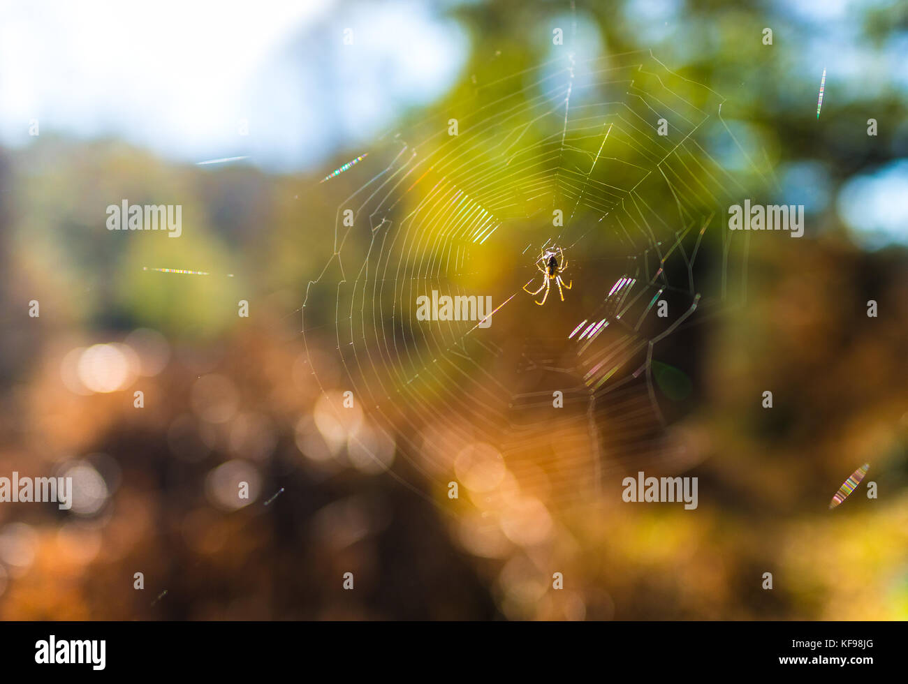 Spider im Herbst in Großbritannien im Netz Stockfoto