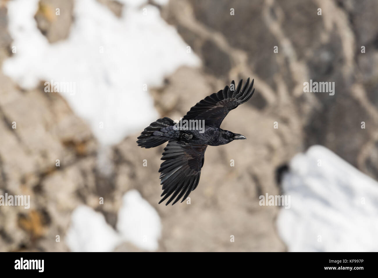 Porträt der nördlichen Rabe (Corvus Corax) im Flug mit felsigen Hintergrund und Schnee Stockfoto