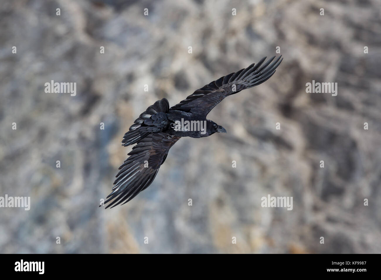 Portrait natürliche nördliche Rabe (Corvus Corax) im Flug mit felsigen Hintergrund Stockfoto