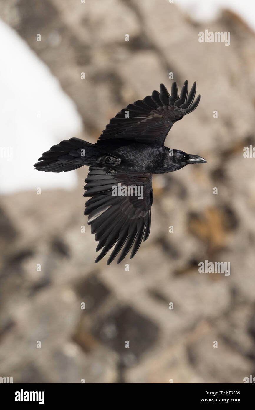 Porträt der nördlichen Rabe (Corvus Corax) im Flug mit felsigen Hintergrund und Schnee Stockfoto