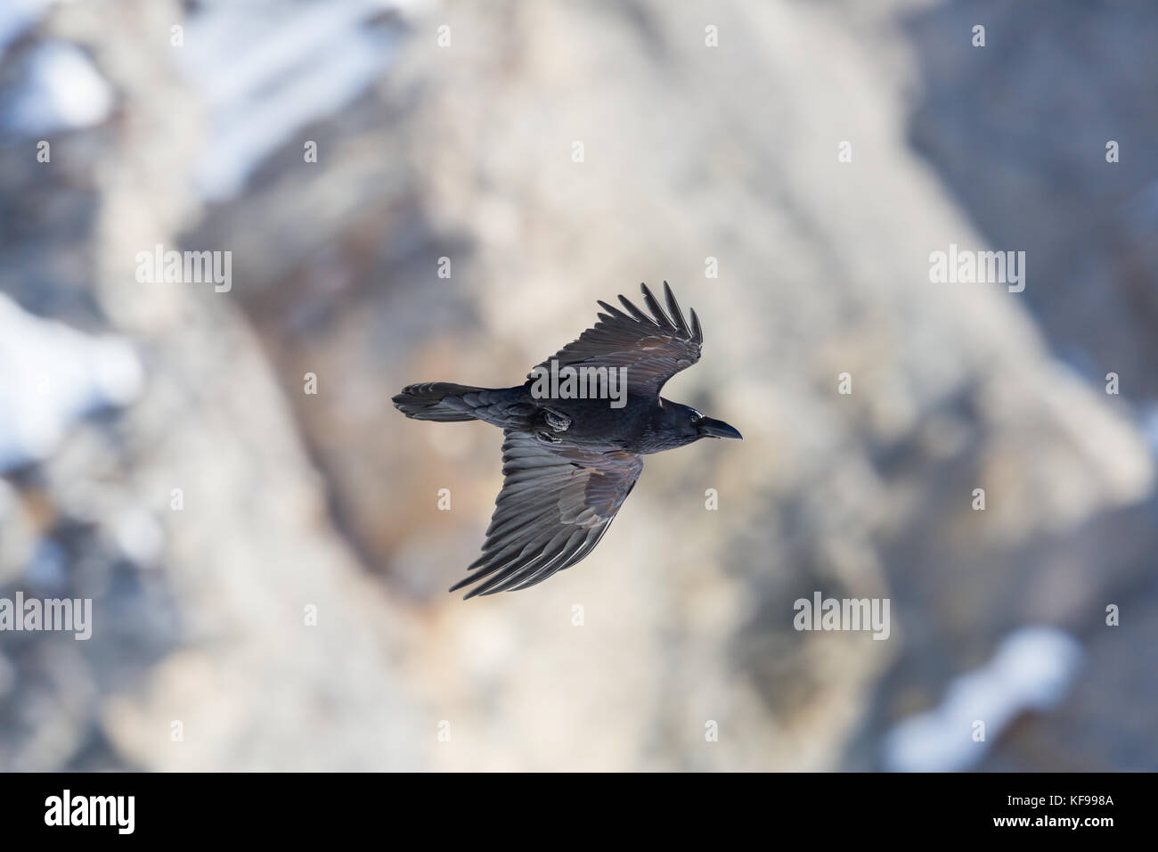 Portrait natürliche nördliche Rabe (Corvus Corax) im Flug mit felsigen Hintergrund Stockfoto