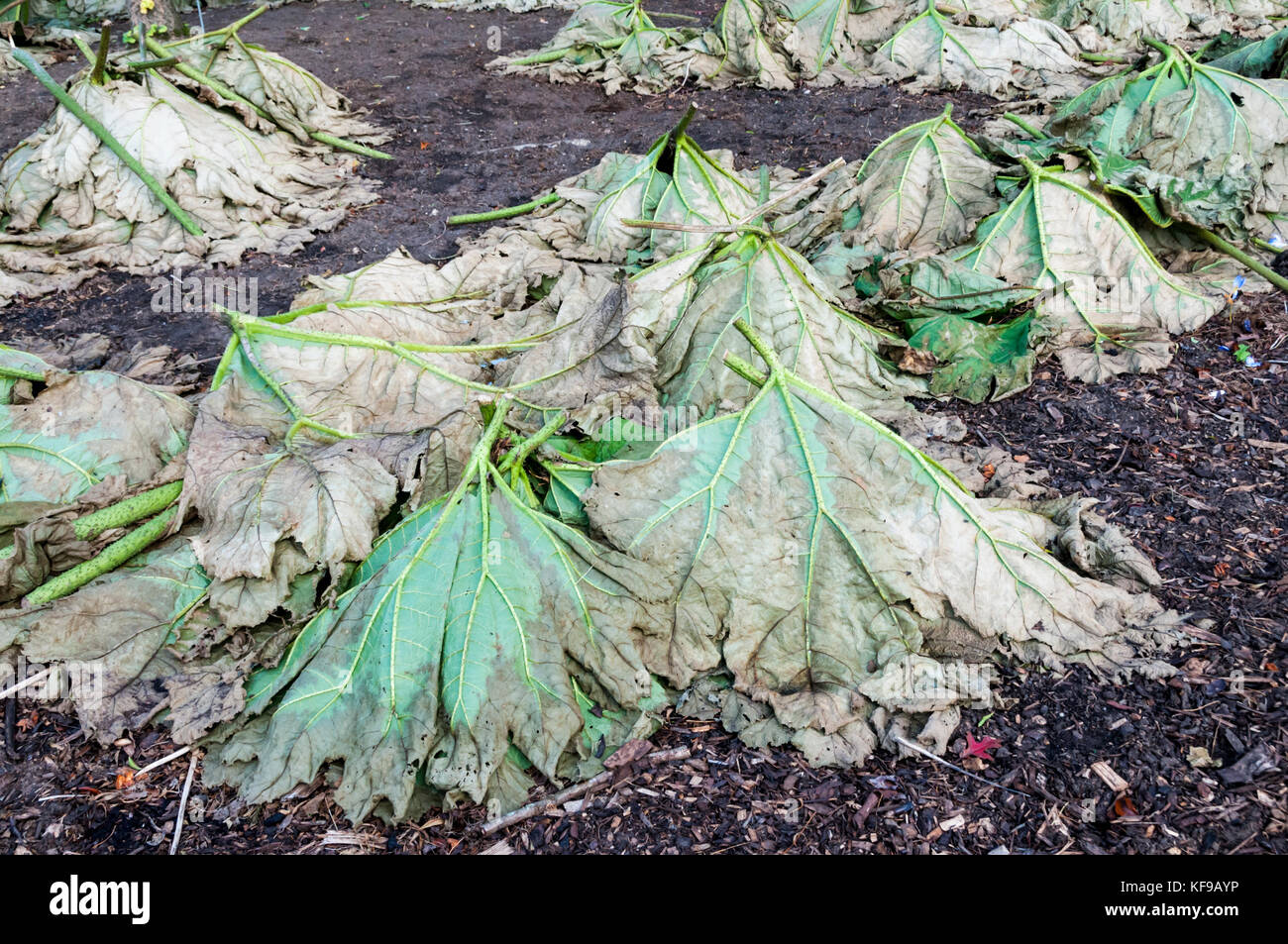 Gunnera Blätter unten geschnitten und über Krone der Pflanze im Herbst gesetzt vor Frost zu schützen. Stockfoto
