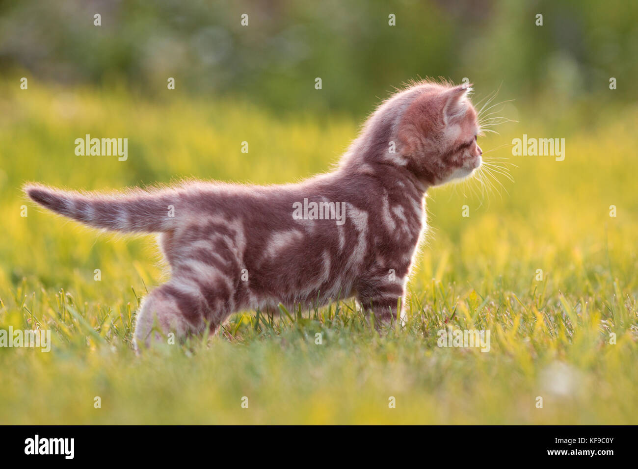 Kleine Katze im grünen Gras Seitenansicht Stockfoto