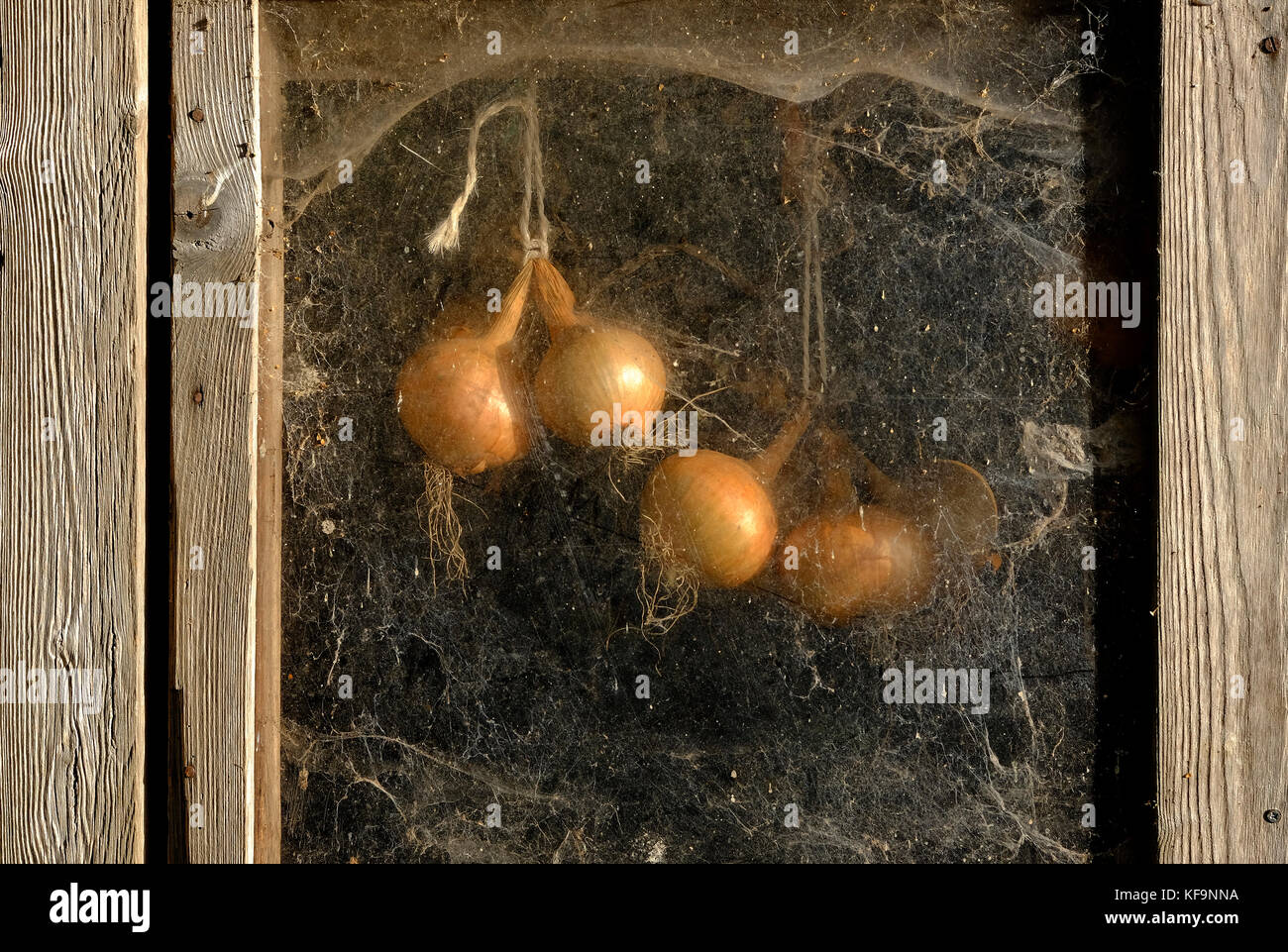 Zwiebeln trocknen hinter Glas in einer Zuteilung vergossen, Norfolk, England Stockfoto
