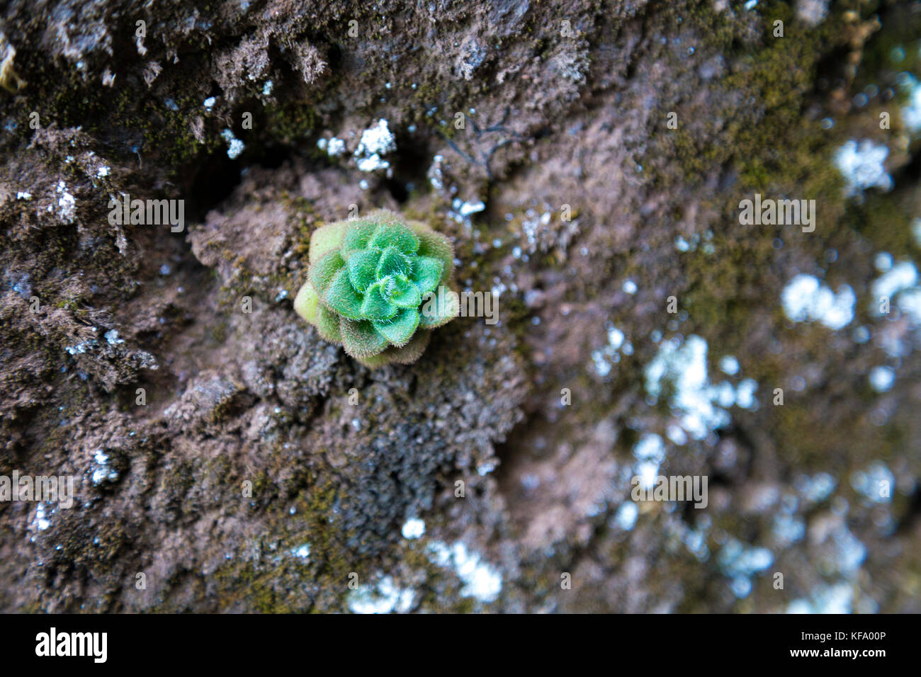 Saftige Rose wächst auf einem felsigen vulkanische Mauer in den Bergen von Madeira, Portugal Stockfoto