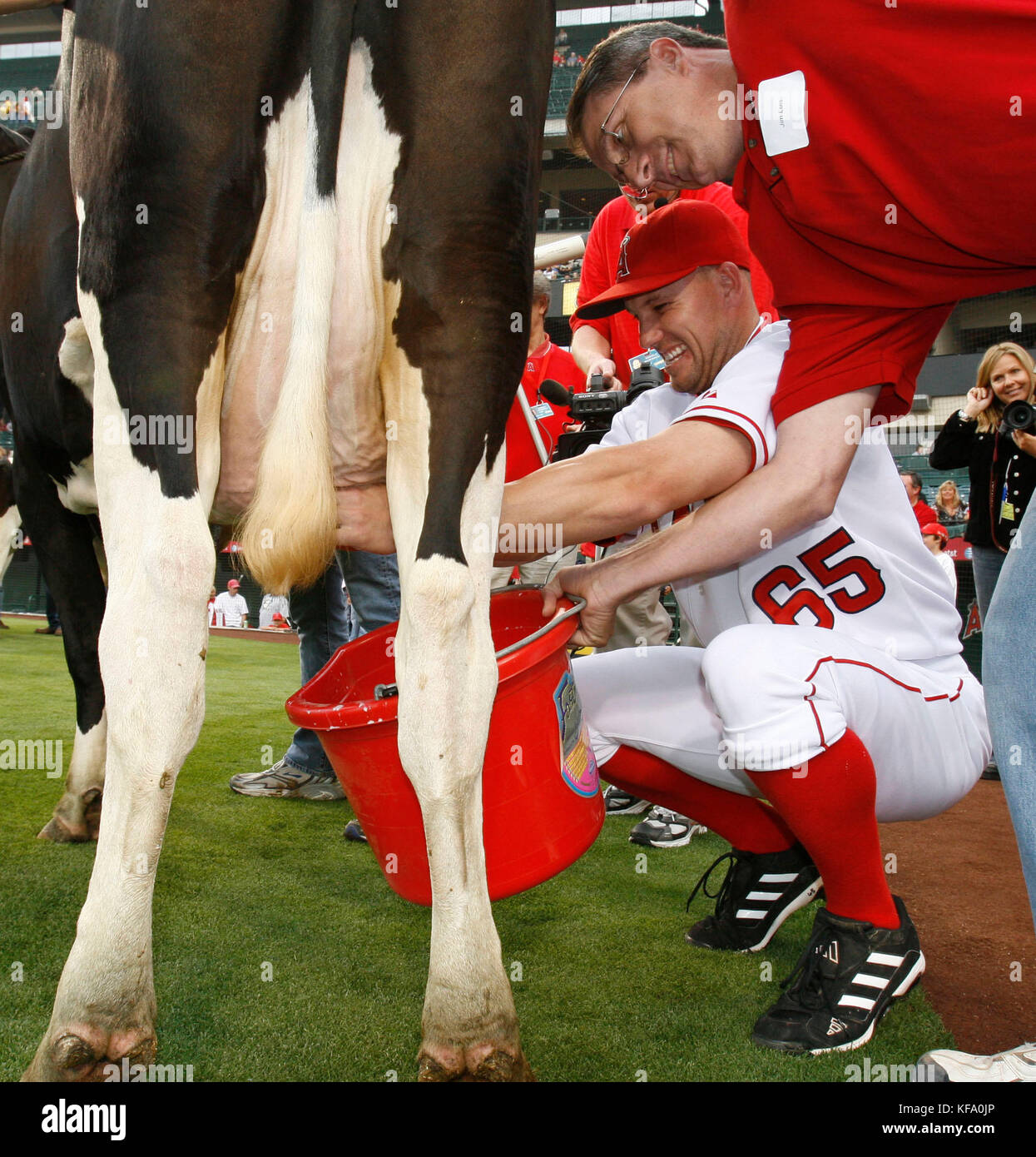 Tommy Murphy (65) von Los Angeles Angels erhält bei einem Kuhmelkwettbewerb vor einem Baseballspiel gegen die Seattle Mariners in Anaheim, Kalifornien, am Freitag, den 12. Mai 2006, Hilfe von Jim Luis. Die Engel gewannen später das Spiel 12-7. Foto: Francis Specker Stockfoto