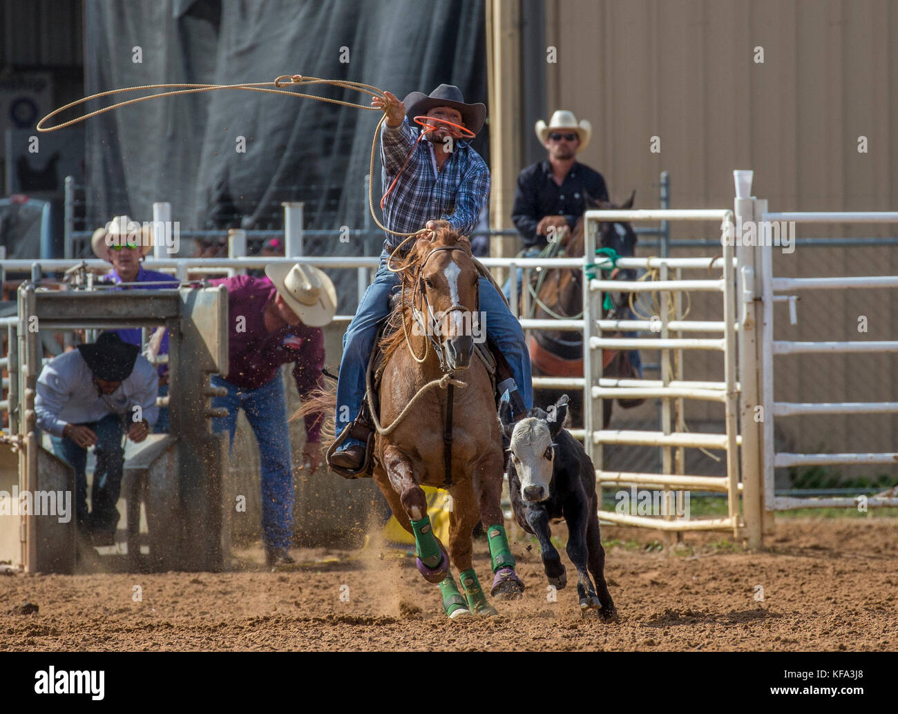 Tie Down Rope Event beim 4. Jährlichen Herbst PRCA Rodeo in Arcadia Florida Stockfoto