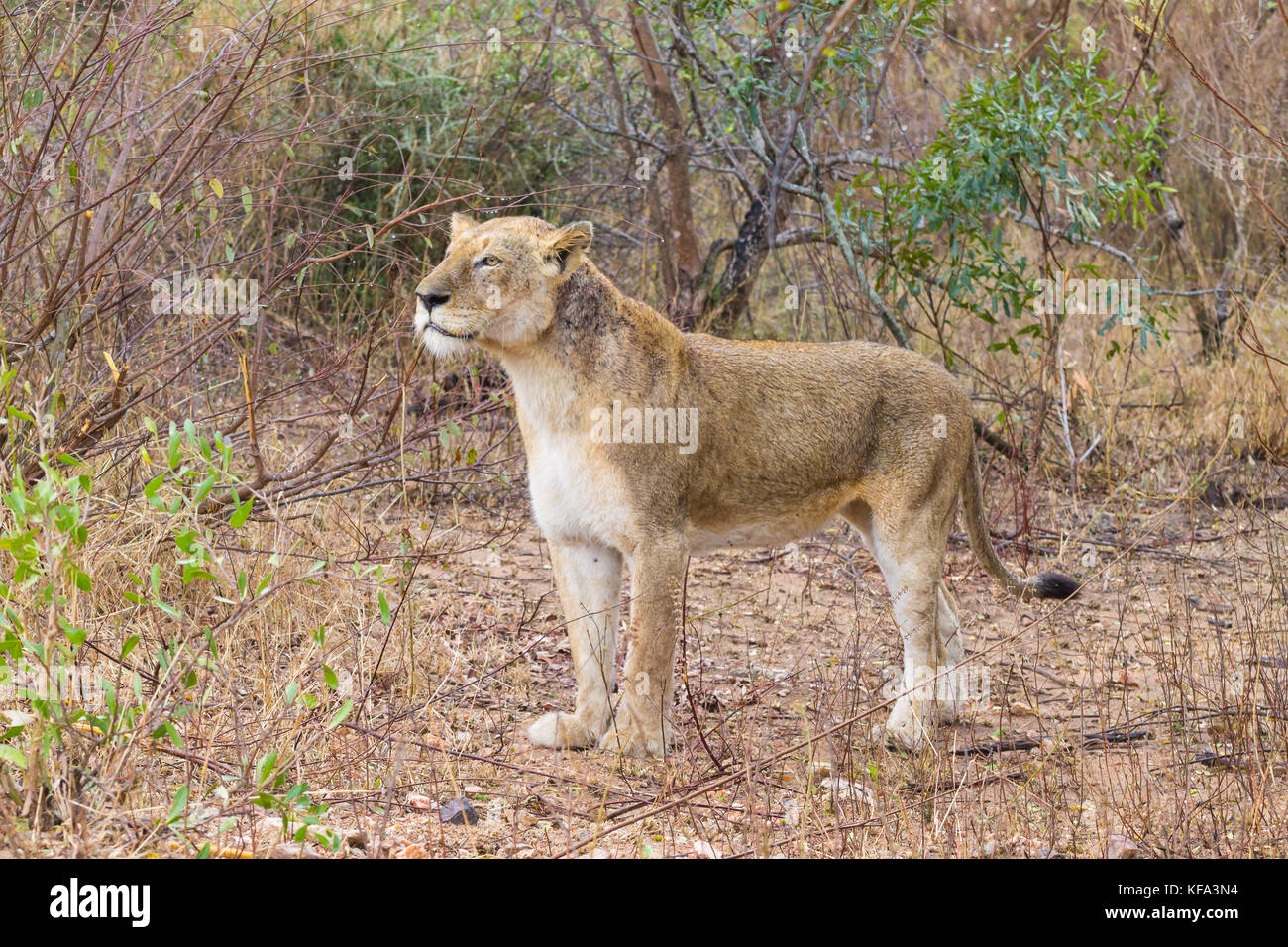 Lion vom Krüger Nationalpark, Südafrika. afrikanische Tierwelt. Tiere in der Natur. Stockfoto