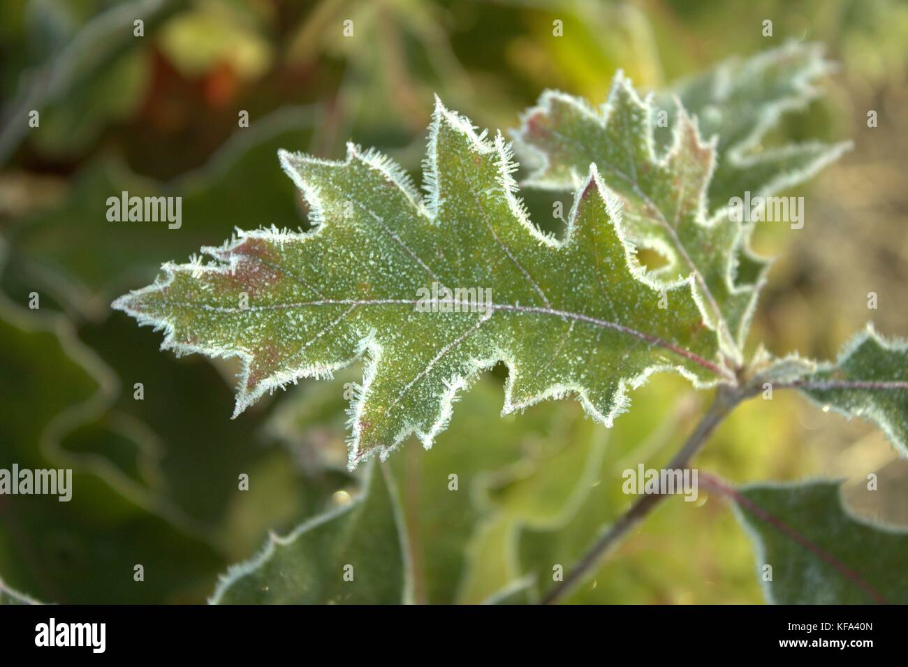 Sonne und Frost Hervorhebung einer Eiche Blatt Stockfoto