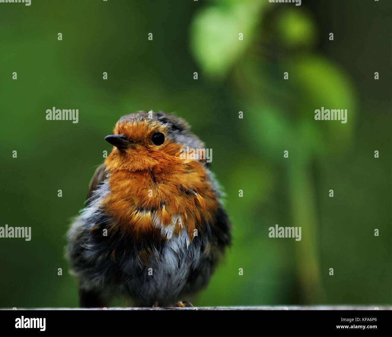 Juvenile robin Stockfoto