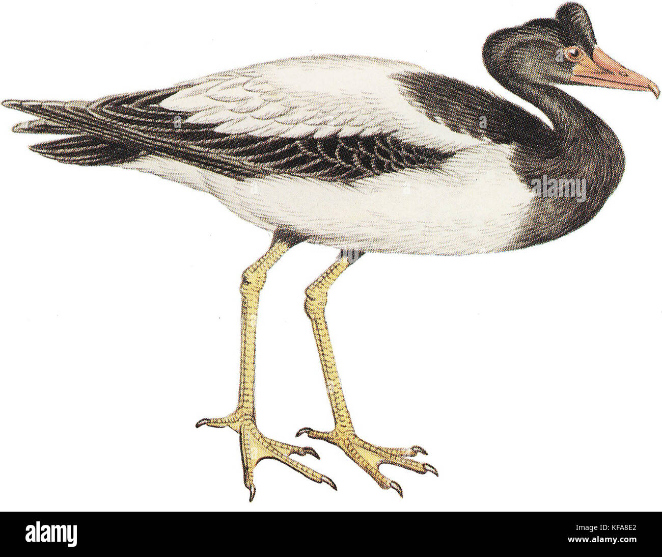 Cayley Anseranas semipalmata weißer Hintergrund Stockfoto