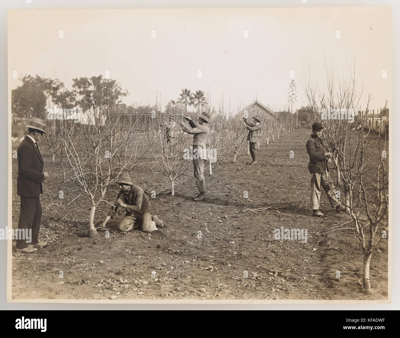 919922 Serie 04 Obst und Gemüse ca 19211924 Stockfoto