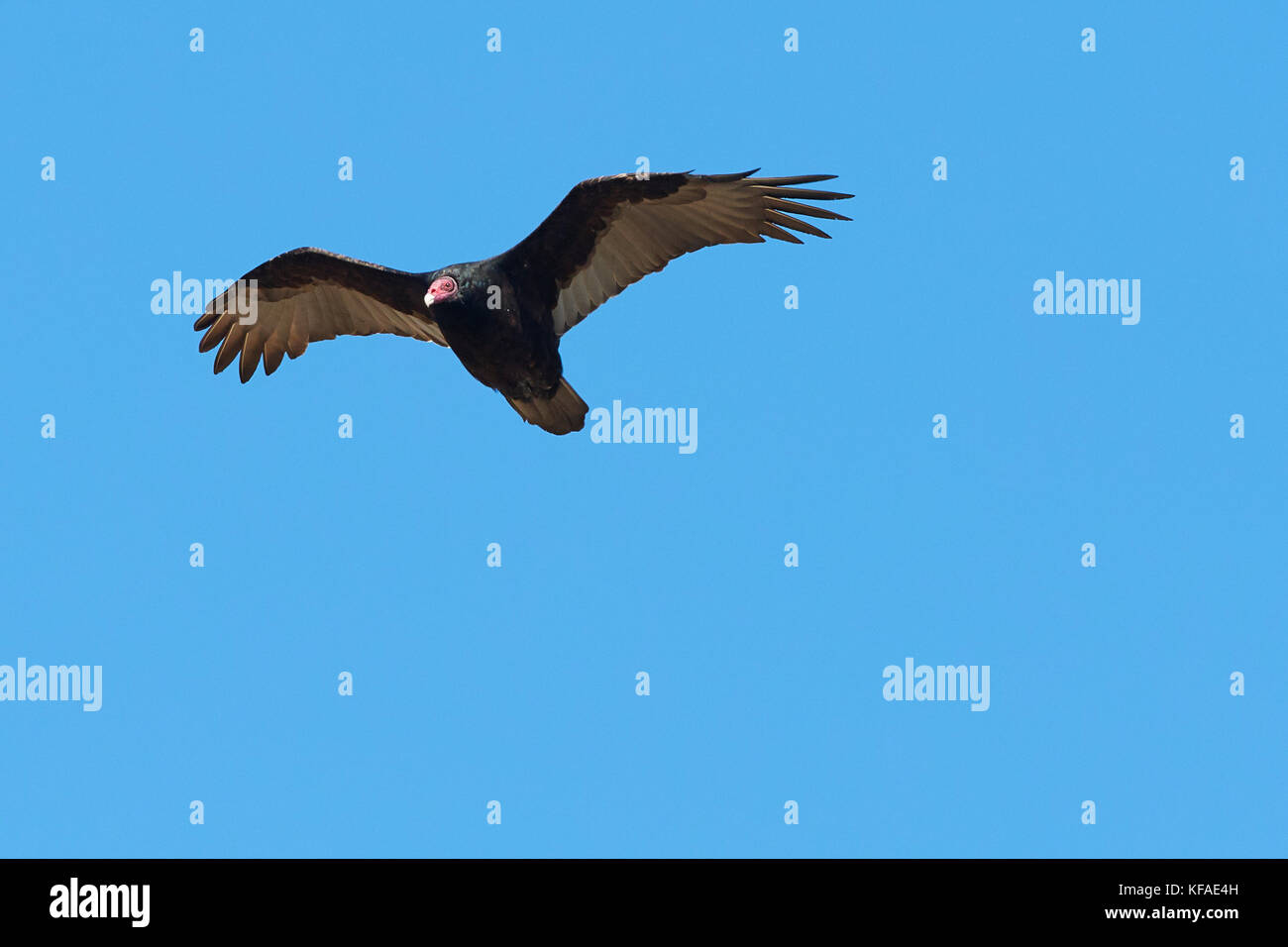 Eine Kalifornien-Kondor, (Gymnogyps Californianus), Segelflug über Angel Island, San Francisco. Stockfoto