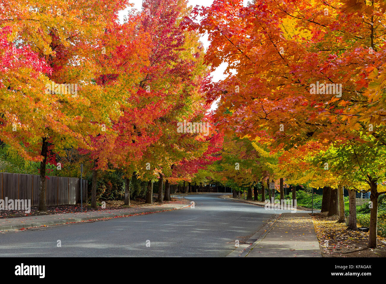Herbst Laub von Bäumen gesäumten Straße in nordamerikanischen Vorstadtnachbarschaft im Herbst Stockfoto