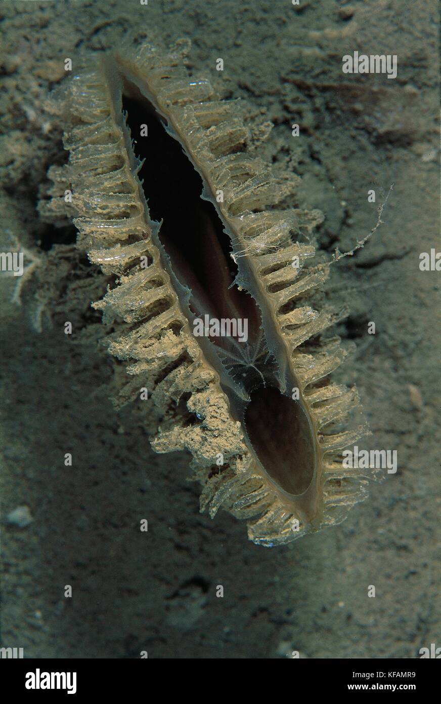 Zoologie, Muscheln, Muscheln, oder fin gemeinsame Clam (pinna nobilis oder Schuppigen). Stockfoto