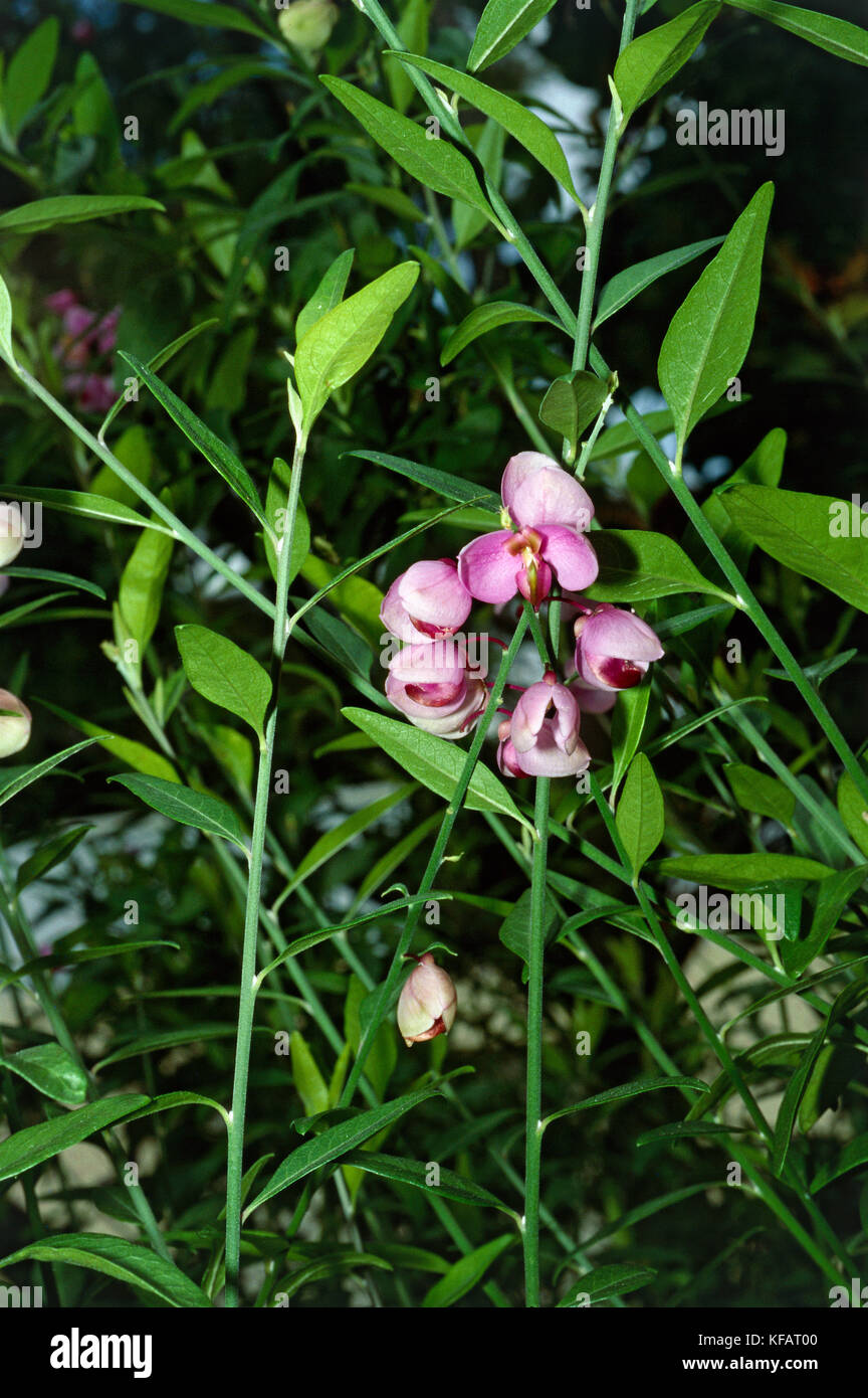 Botanik, Adenia poligalacee apopetala Stockfoto