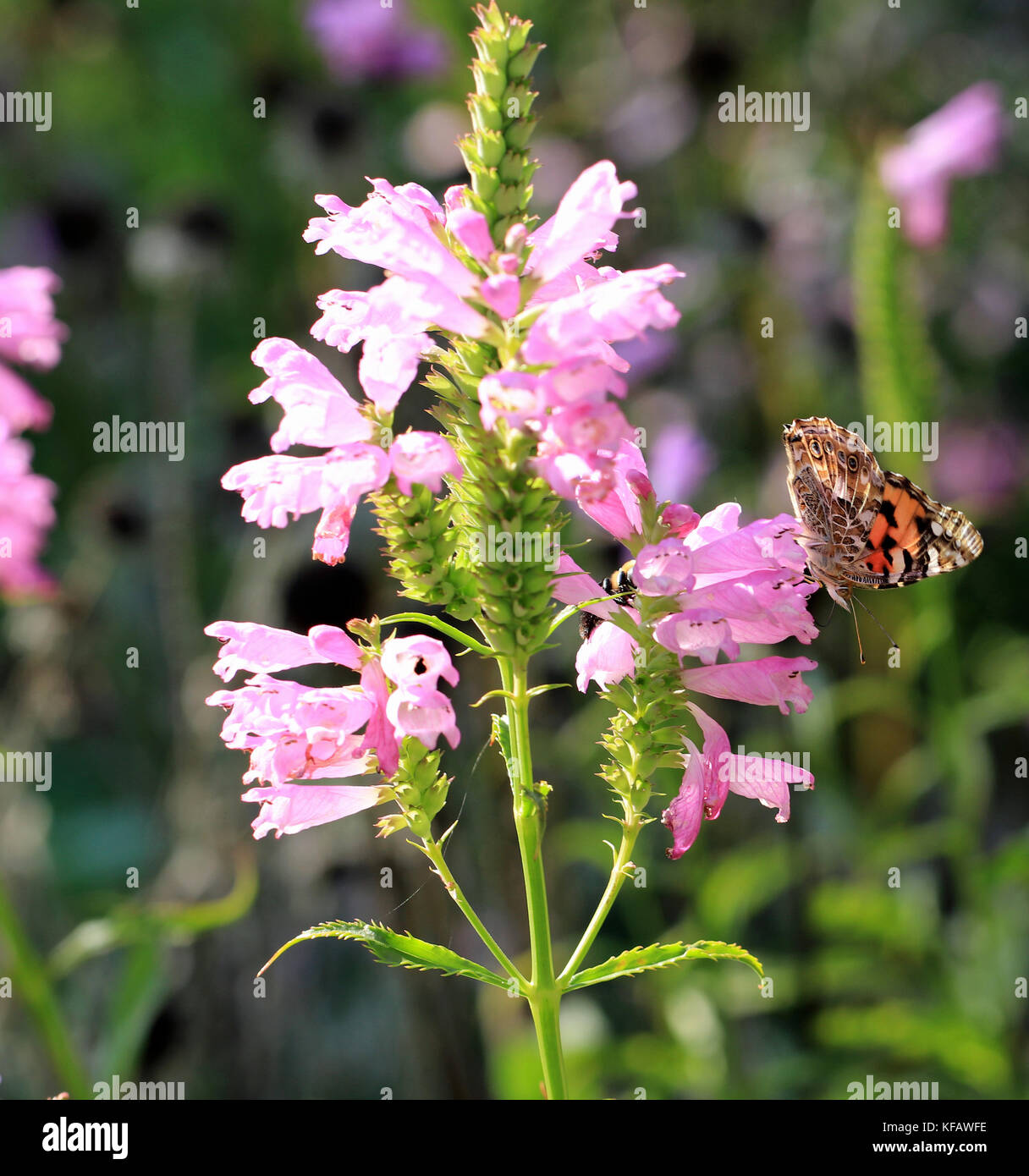 Painted Lady butterfly (Vanessa cardui) Bestäubung eine falsche drachenbekrönter Stab Blume (Physostegia virginiana) Stockfoto
