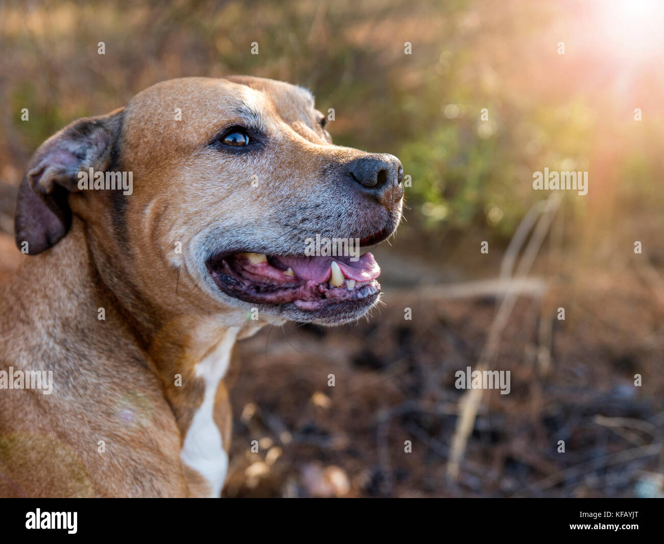 Portrait American Pit Bulls draussen, Sommer Tag Stockfoto