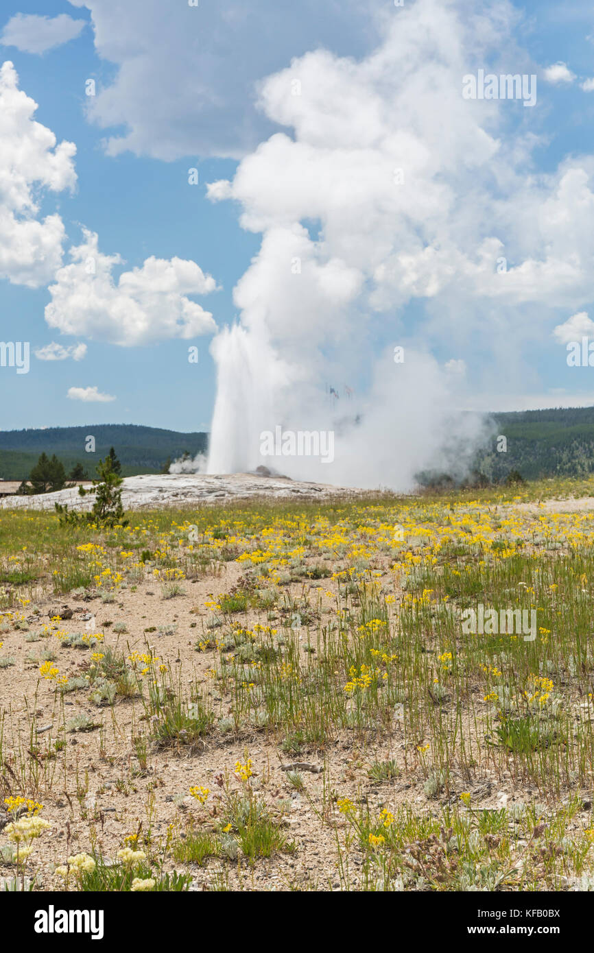 Gelbe Wildblumen umgeben, Old Faithful Geyser, wie es im Yellowstone National Park errupts Stockfoto
