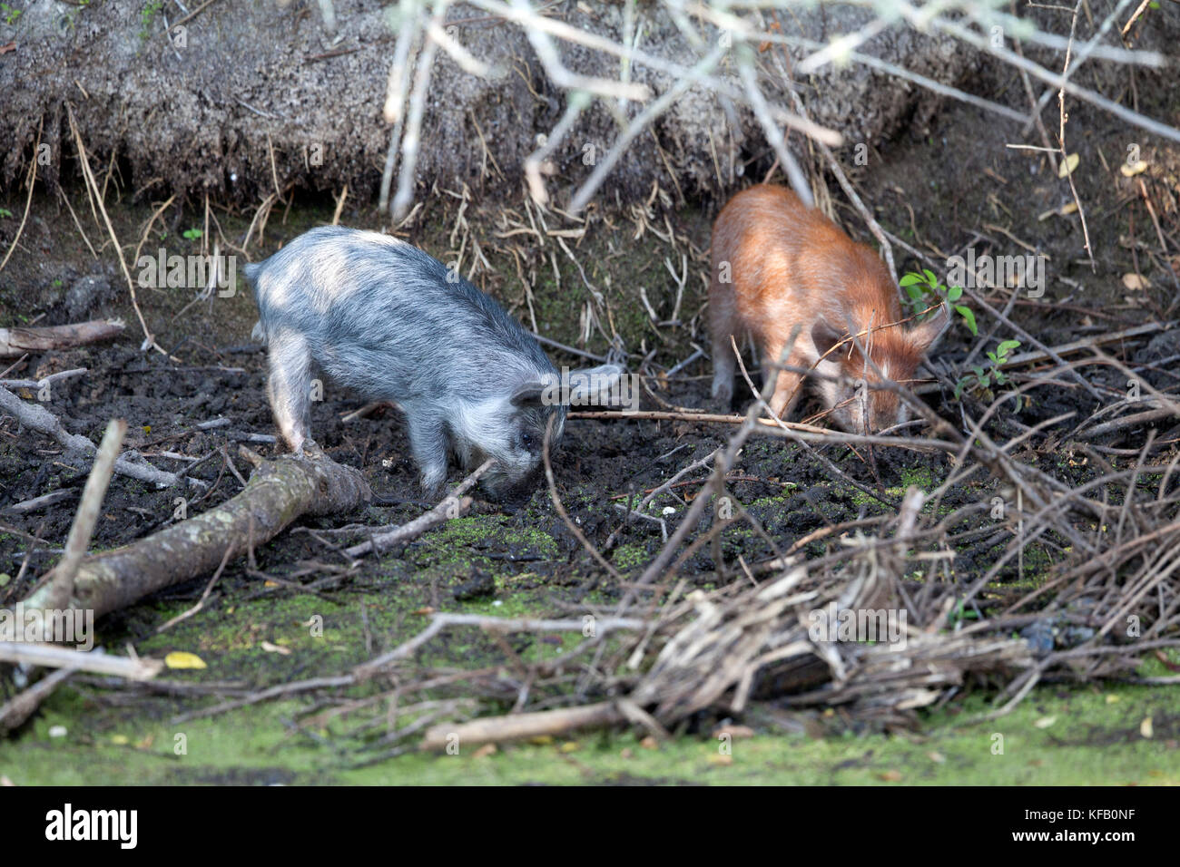 Ein paar wilde Baby Schweine Graben im Unterholz am Merritt Island National Wildlife Refuge, 8. Mai 2017 in Merritt Island, Florida. (Foto von Bill White über planetpix) Stockfoto