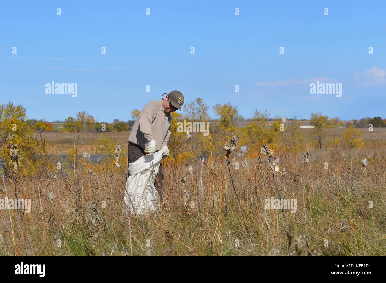Eine in den USA und Wildnis-service Biologe sammelt Swamp milkweed Samenkapseln im Madison wetland Management district Wasservögel schutz Bereich Oktober 17, 2016 in South Dakota. (Foto von Kate miyamoto über planetpix) Stockfoto