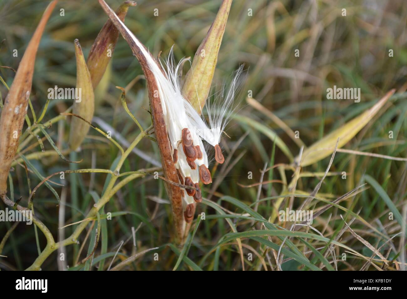 Swamp milkweed Anlage macht seine milkweed Samenkapseln im Madison wetland Management District 19. Oktober 2016 in South Dakota. (Foto von Kate miyamoto über planetpix) Stockfoto