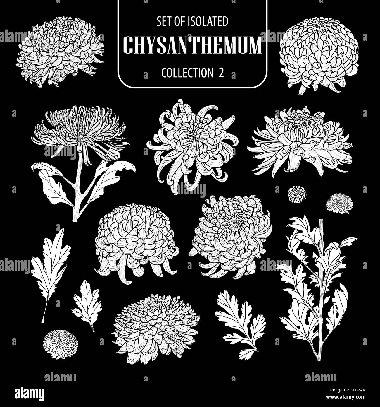 Eingestellt von isolierten weißen silhouette Chrysantheme Sammlung 2. cute Hand gezeichnet Blume Vector Illustration in weiße Ebene und keine Umrisse auf Schwarz backgrou Stock Vektor