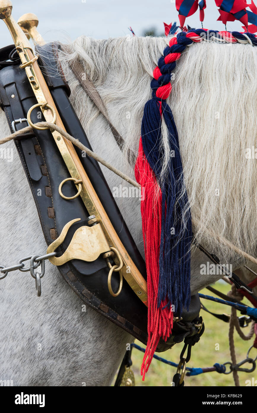 Percheron Pferd mit Kabelbaum Kragen schließen bei Weald und Downland Open Air Museum, Herbst Landschaft zeigen, Singleton, Sussex, England Stockfoto