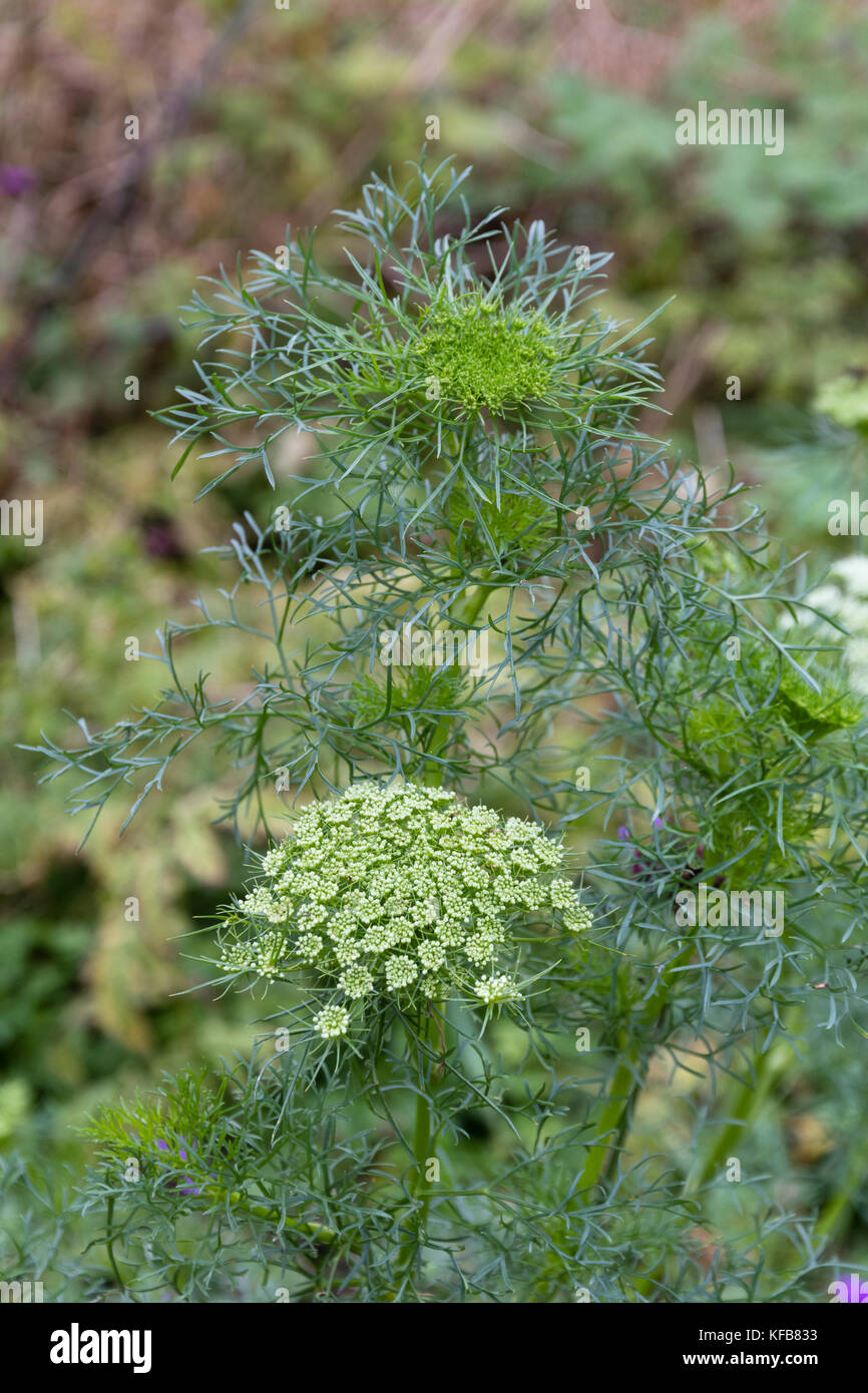 Federartigen Laub und gewölbte Köpfe der grünen und weißen Blumen der robustes jährliches umbellifer, Ammi visnaga Stockfoto