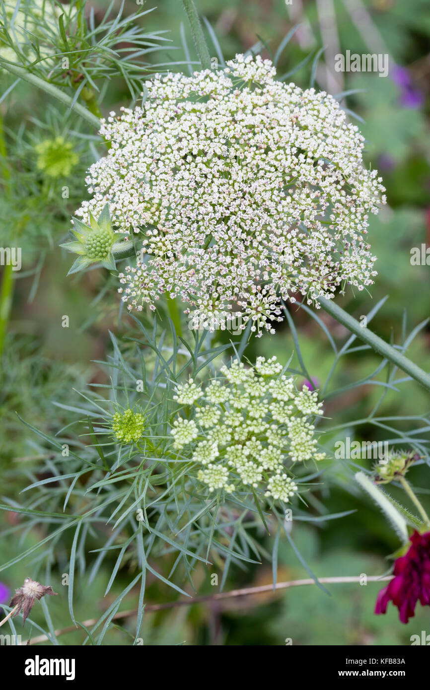 Federartigen Laub und gewölbte Köpfe der grünen und weißen Blumen der robustes jährliches umbellifer, Ammi visnaga Stockfoto