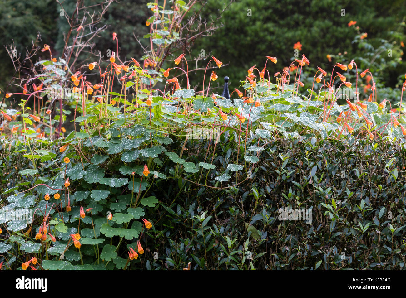 Oktober Blumen der spät blühende Mehrjährige Kletterpflanze, Tropaeolum tuberosum var. lineamaculatum'Ken Aslet' Stockfoto