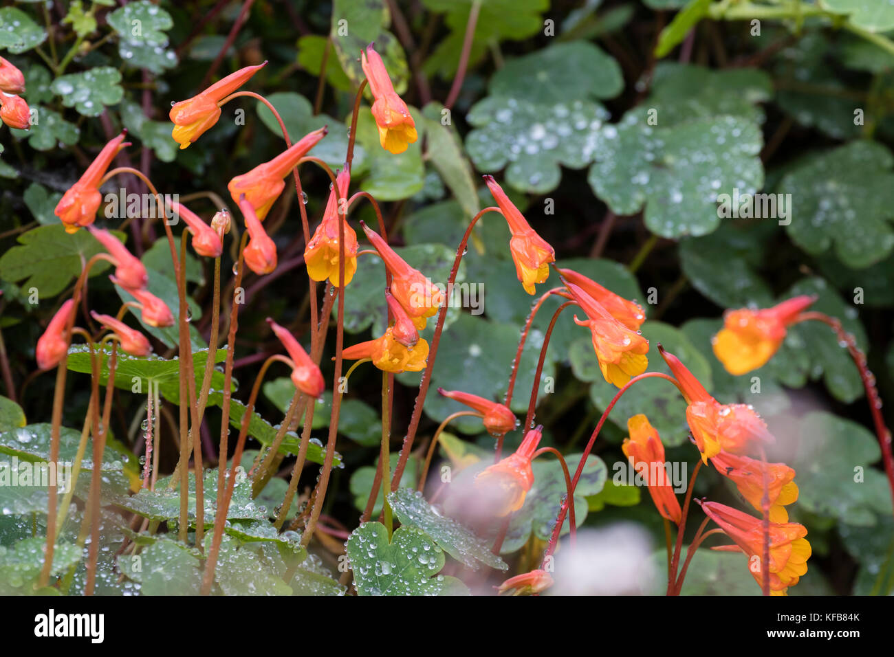 Oktober Blumen der spät blühende Mehrjährige Kletterpflanze, Tropaeolum tuberosum var. lineamaculatum'Ken Aslet' Stockfoto