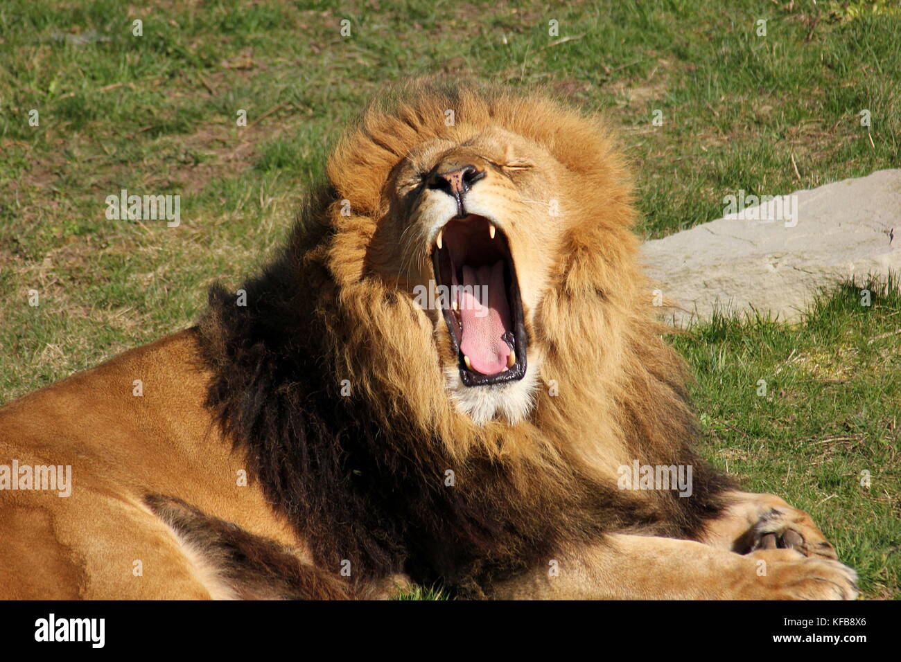 Captive männlicher afrikanischer Löwe (Panthera leo) an der Yorkshire Wildlife Park in der Nähe von Doncaster in Großbritannien. Stockfoto