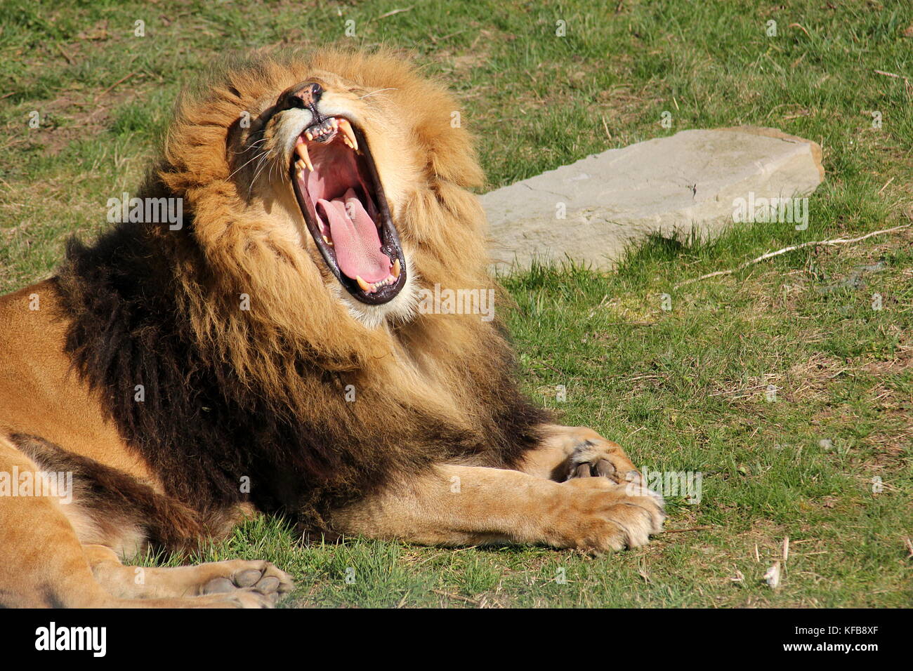 Captive männlicher afrikanischer Löwe (Panthera leo) an der Yorkshire Wildlife Park in der Nähe von Doncaster in Großbritannien. Stockfoto