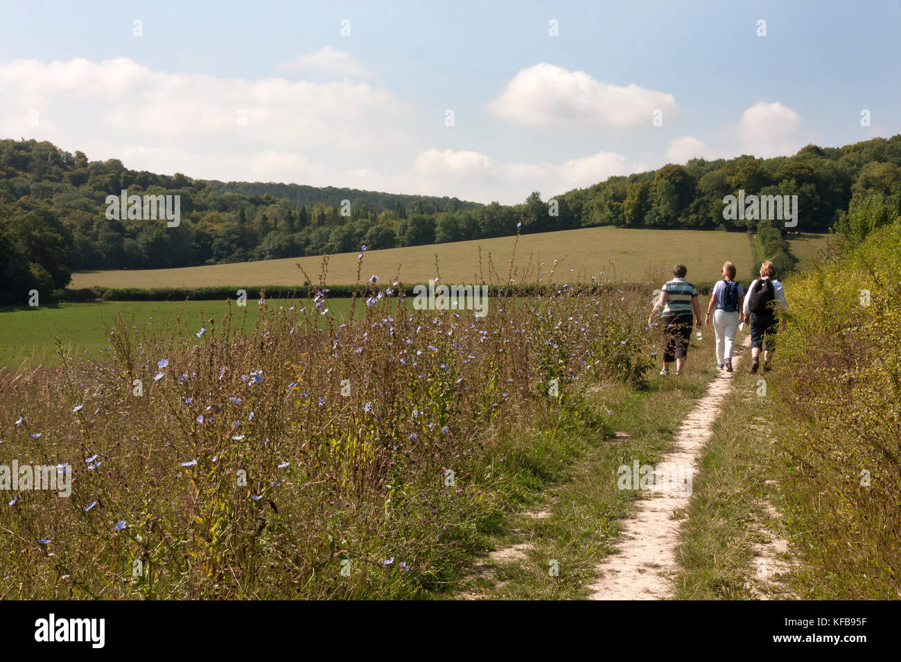 Organisch Klee Weiden für Wild- & bio Diversität geführt, die in Turville, Buckinghamshire Chilterns Stockfoto