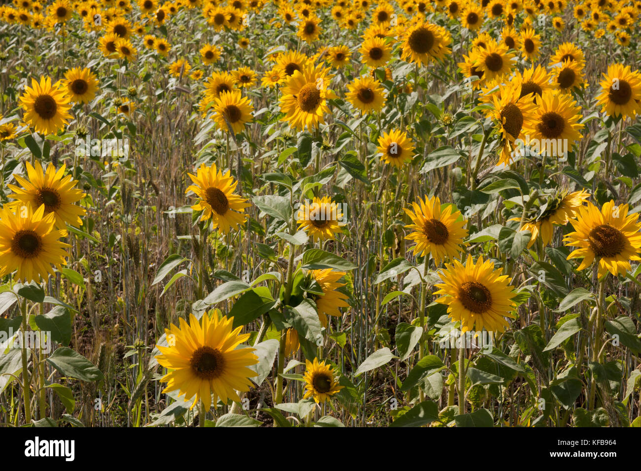 Feld mit Sonnenblumen (Helianthus Annuus), Barrrow im Humber