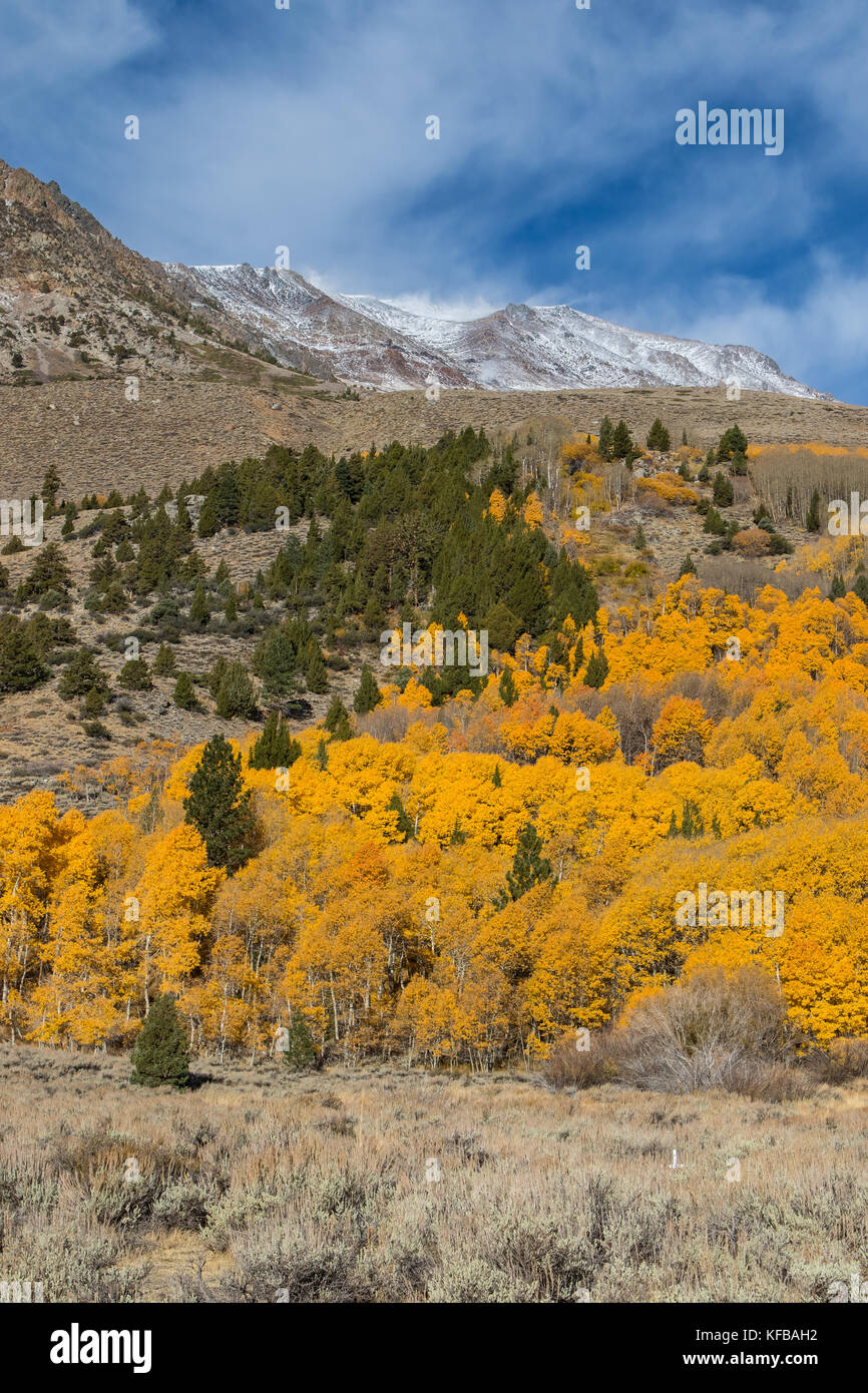 Herbst und im Herbst Farbe. Golden Aspen Bäume und schneebedeckten Gipfeln, im Herbst kommt zu der östlichen Sierra Nevada in Kalifornien USA Stockfoto