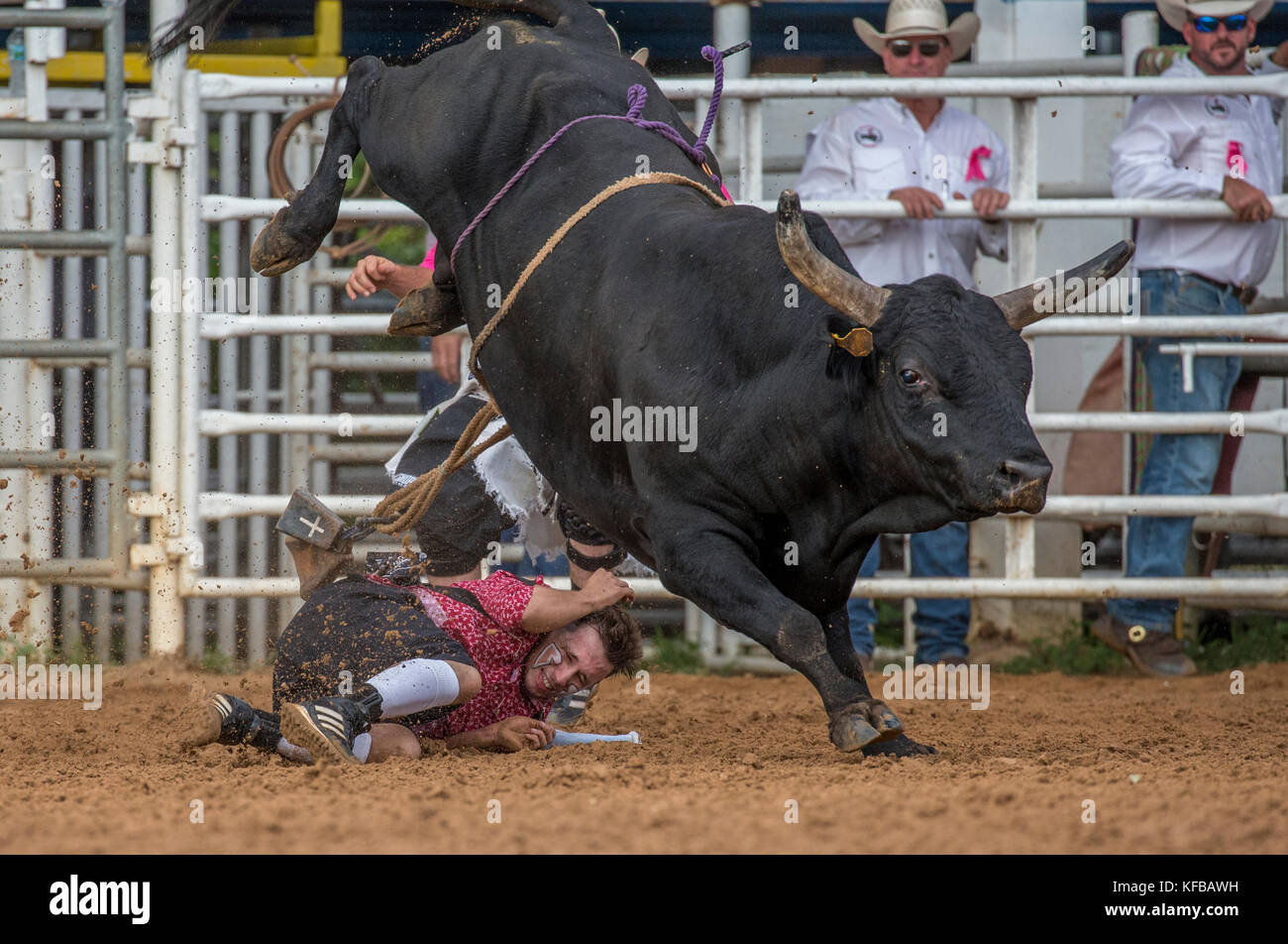 Rodeo Clown auf dem Boden unter einem Stier, nachdem er seinen Reiter beim 4. Jährlichen Herbst PRCA Rodeo in Arcadia Florida geworfen hat Stockfoto