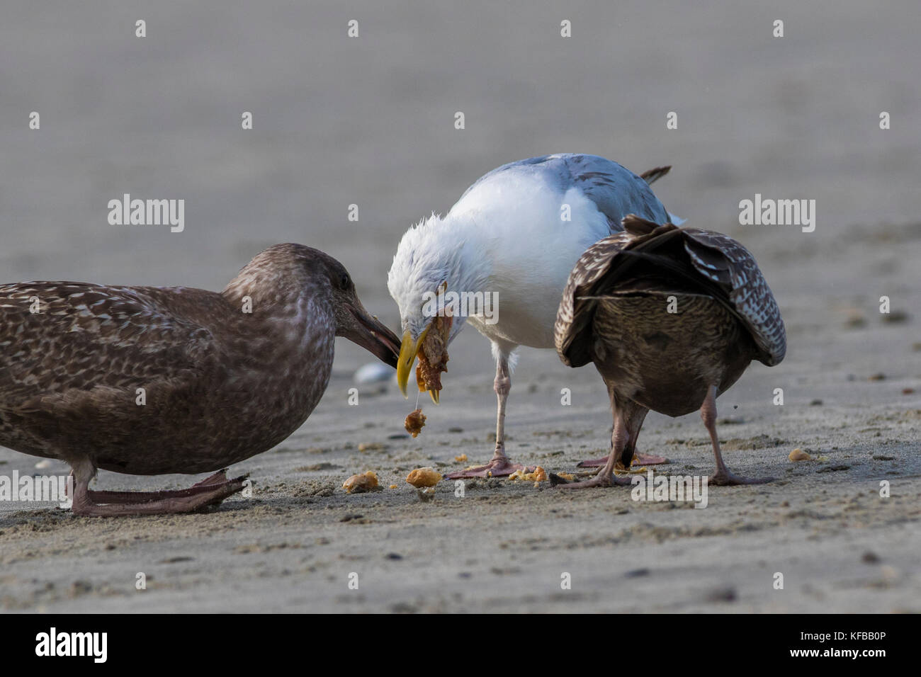 Amerikanische Silbermöwe oder smithsonian Möwe (Larus smithsonianus oder Larus argentatus smithsonianus) nach der Fütterung der Küken mit Krabben Stockfoto