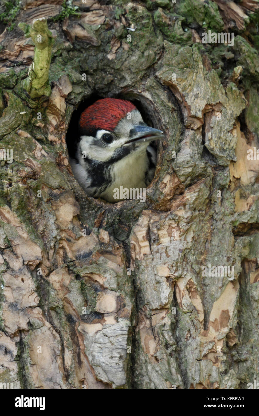 Größere / Buntspecht / buntspecht (Dendrocopos major), juvenile, Küken, die aus dem Nest hole, Europa. Stockfoto